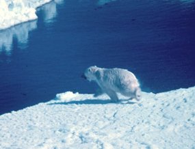 polar bear pictures ice floe