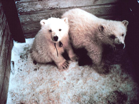 orphaned cubs polar bear to zoo