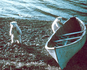 polar bear cubs oprhans