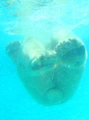 swimmming ours blanc