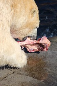 polar bear eating seal head