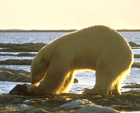 polar bears eating seal