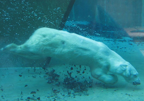 Polar bear swimming in zoo
