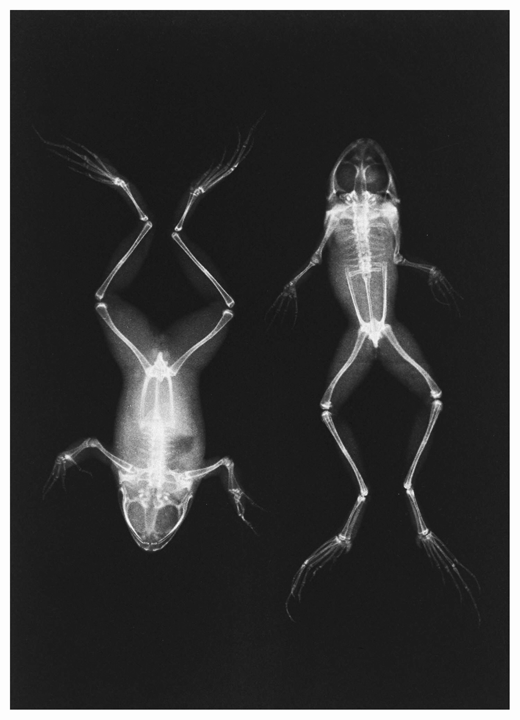 X-ray picture of frog
