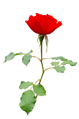 rose clipart red rose on stalk with leaves