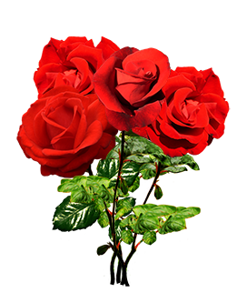 bouquet of Valentine roses