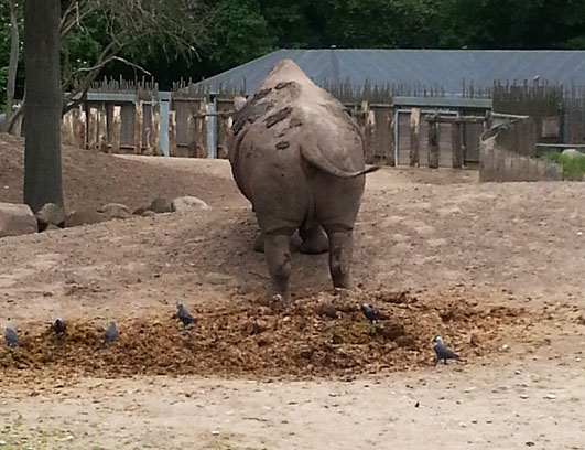Rhinoceros territory marking