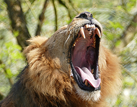 roaring lion picture