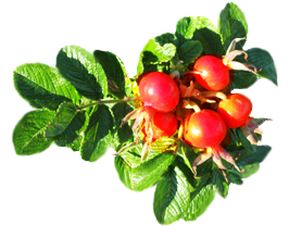 rose hips and leaves
