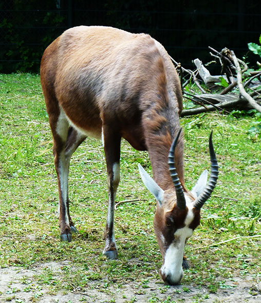 Sable Antelope in Zoo