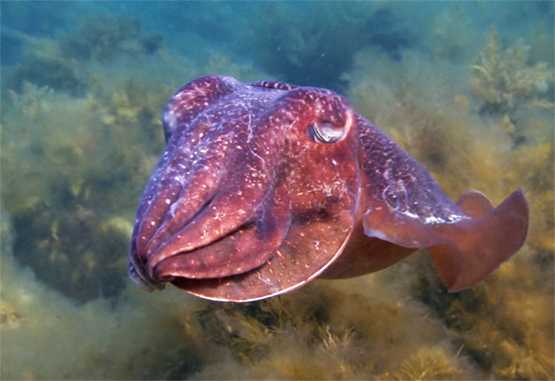 photo sepia octopus