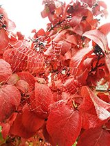 sidebar autumn clipart
