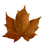 sidebar fall leaf