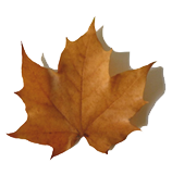 fall leaf clipart