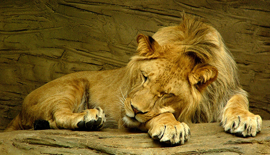 Big lion sleeping