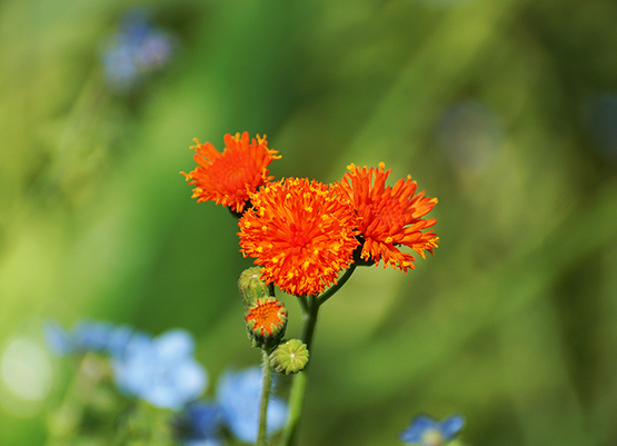 beautiful photo small orange flowers