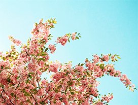 pink flowers against the blue sky