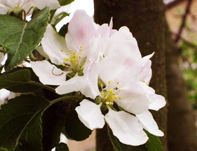 Apple blossom in spring soft delicate