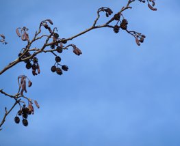 spring clipart blue sky tree