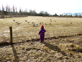 wild geese in spring