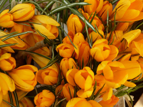 Lots of yellow crocus