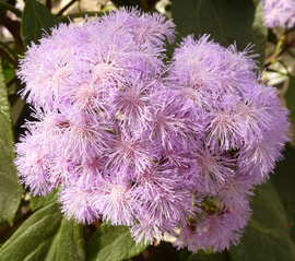 flower bloom in spring