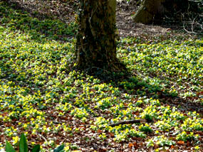 winter aconites in spring