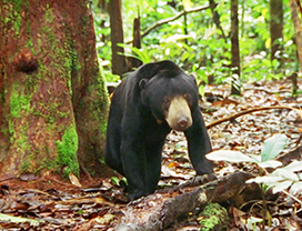 beautiful picture of a Sun bear