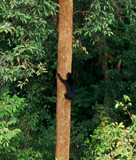 Sun bear picture