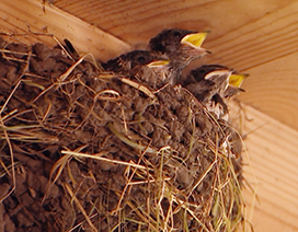 swallows nest with baby birds