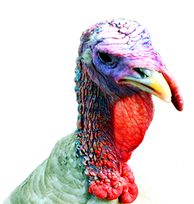Thanksgiving turkey head