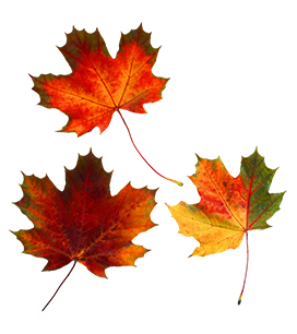 three fall leaves clipart