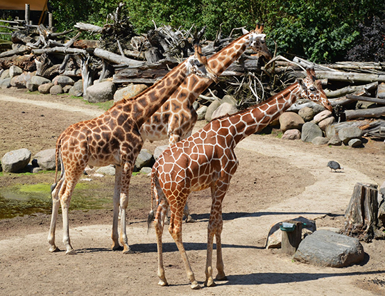 three giraffes in zoo