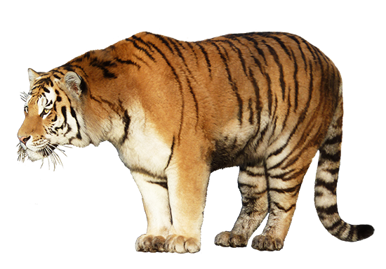 tiger clipart cut-out
