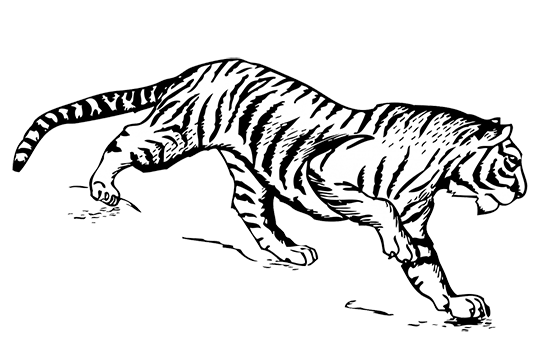 black whtie tiger illustration