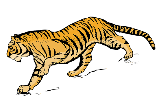 tiger-illustrion in color