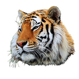 tiger head clipart png