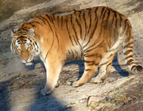 tiger images tiger in zoo standing on rock