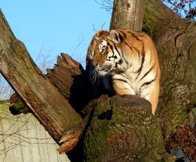 tiger photos tiger in tree