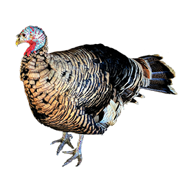 turkey picture cut-out