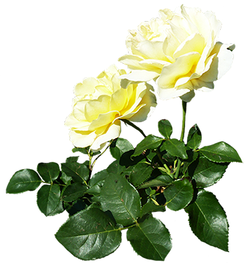 two white roses with leaves