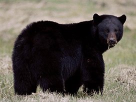 black bear