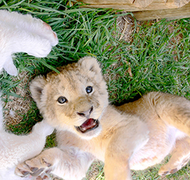 very cute lion cub photo