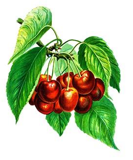 vintage cherry fruit clipart