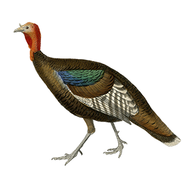 vintage turkey drawing png