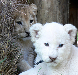 golden and white lion cubs picture
