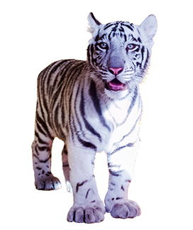 white tiger cub clipart