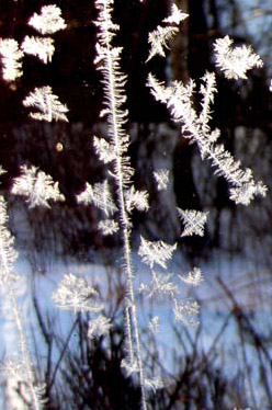 winter pictures frost pattern
