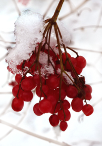 winter pictures red berries in snow