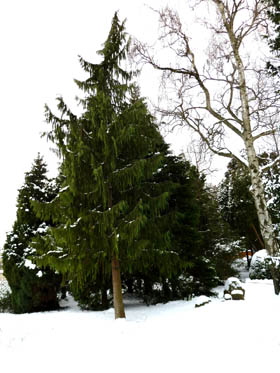 winter pictures tall tree